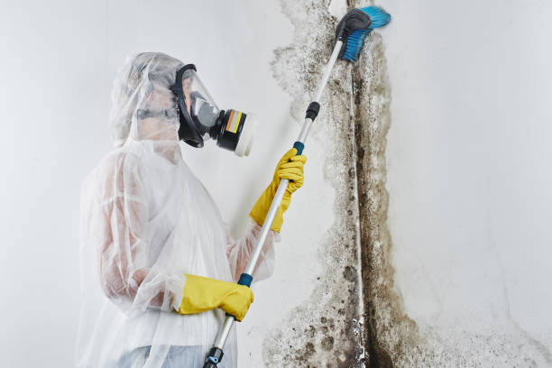 Best Kitchen Mold Remediation in Clifton, NJ