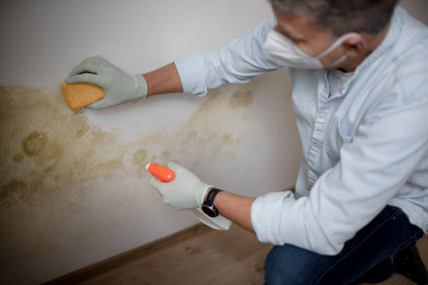 Best Attic Mold Remediation in Clifton, NJ