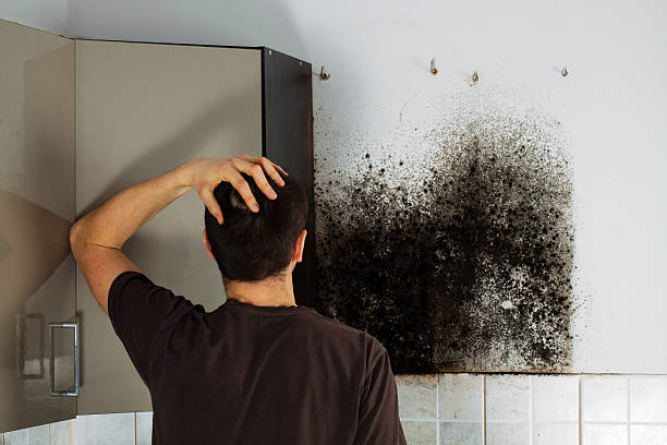 Best Emergency Mold Remediation in Clifton, NJ